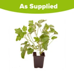 Patio Lavatera Mallow 'Barnsley Baby' 7 Patio Lavatera Mallow 'Barnsley Baby' -Yougarden Online Store 510339 3