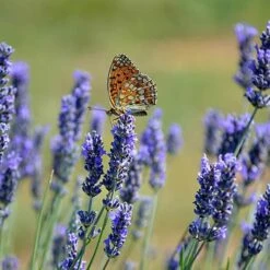 Lavender Munstead 8 Lavender Munstead -Yougarden Online Store 510354 3