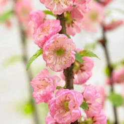Flowering Almond Tree Prunus Triloba -Yougarden Online Store 510361 2