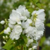 Philadelphue - Mock Orange - 'Virginal'