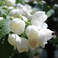 Philadelphue - Mock Orange - 'Virginal' -Yougarden Online Store 510393 2
