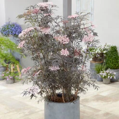 Sambucus Nigra 'Black Lace' -Yougarden Online Store 510394 2