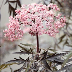 Sambucus Nigra 'Black Lace' -Yougarden Online Store 510394 3