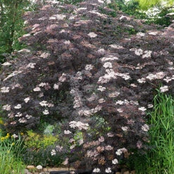 Sambucus Nigra 'Black Lace' -Yougarden Online Store 510394 4