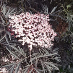 Sambucus Nigra 'Black Lace' -Yougarden Online Store 510394 5