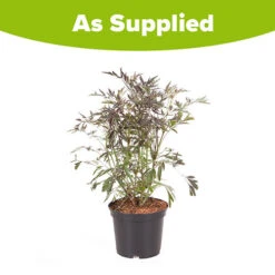 Sambucus Nigra 'Black Lace' -Yougarden Online Store 510394 6