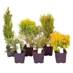 Evergreen Hardy Dwarf Conifer Collection -Yougarden Online Store 510410 2