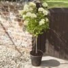 Hydrangea Paniculata 'Little Lime' Standard