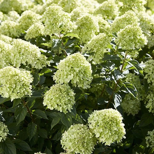 Hydrangea Paniculata 'Little Lime' Standard 2 Hydrangea Paniculata 'Little Lime' Standard - Image 2