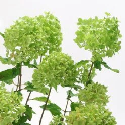 Hydrangea Paniculata 'Little Lime' Standard 7 Hydrangea Paniculata 'Little Lime' Standard -Yougarden Online Store 510424 2