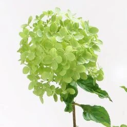 Hydrangea Paniculata 'Little Lime' Standard 8 Hydrangea Paniculata 'Little Lime' Standard -Yougarden Online Store 510424 3