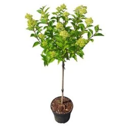 Hydrangea Paniculata 'Little Lime' Standard 9 Hydrangea Paniculata 'Little Lime' Standard -Yougarden Online Store 510424 4