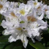 Rhododendron 'Madam Masson'