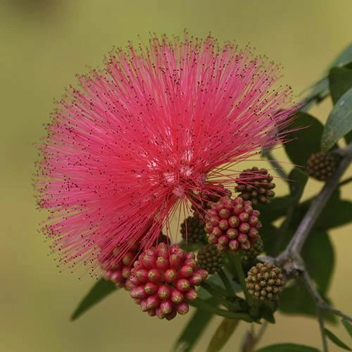 'Dixie Pink' Powder Puff Tree 1 'Dixie Pink' Powder Puff Tree