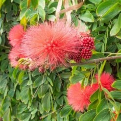 'Dixie Pink' Powder Puff Tree 6 'Dixie Pink' Powder Puff Tree -Yougarden Online Store 510508 2