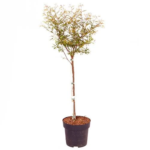 'Dixie Pink' Powder Puff Tree 4 'Dixie Pink' Powder Puff Tree - Image 4