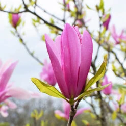 Magnolia 'Susan' Standard Shrub -Yougarden Online Store 510509 2