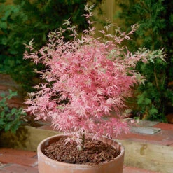 Acer Palmatum 'Taylor' 12 Acer Palmatum 'Taylor' -Yougarden Online Store 510524 3
