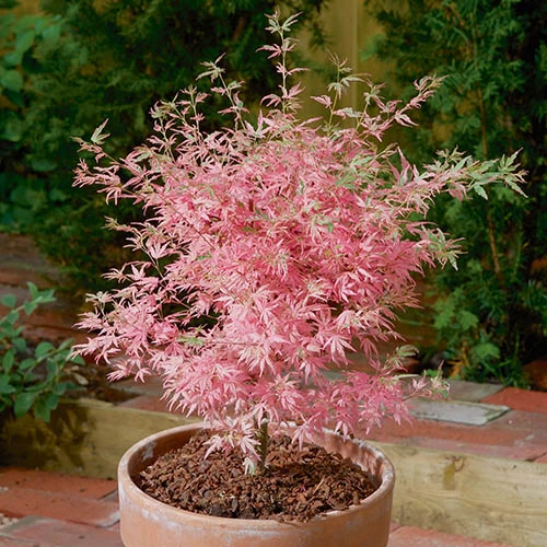 Acer Palmatum 'Taylor' 4 Acer Palmatum 'Taylor' - Image 4
