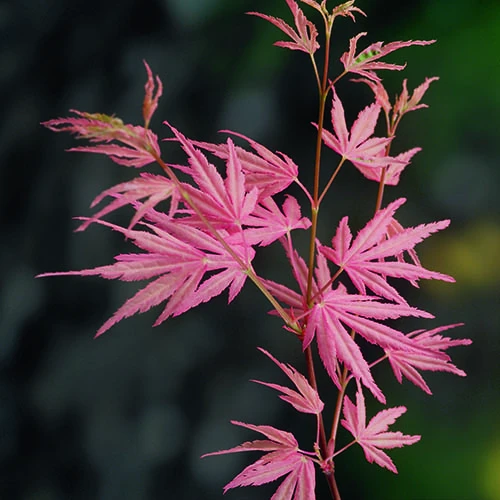 Acer Palmatum 'Taylor' 7 Acer Palmatum 'Taylor' - Image 7