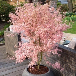 Acer Palmatum 'Taylor' 16 Acer Palmatum 'Taylor' -Yougarden Online Store 510524 7