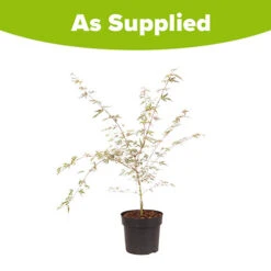 Acer Palmatum 'Taylor' 17 Acer Palmatum 'Taylor' -Yougarden Online Store 510524 8