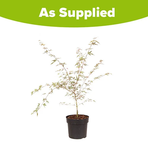 Acer Palmatum 'Taylor' 9 Acer Palmatum 'Taylor' - Image 9