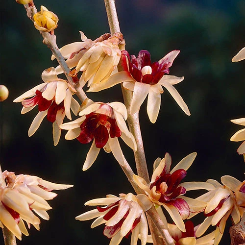 Chimonanthus Praecox - Wintersweet 2 Chimonanthus Praecox - Wintersweet - Image 2