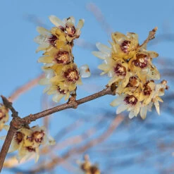 Chimonanthus Praecox - Wintersweet 5 Chimonanthus Praecox - Wintersweet -Yougarden Online Store 510536 2