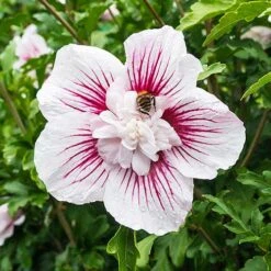 Hibiscus Syriacus Starburst Chiffon