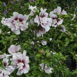 Hibiscus Syriacus Starburst Chiffon 13 Hibiscus Syriacus Starburst Chiffon -Yougarden Online Store 510578 4