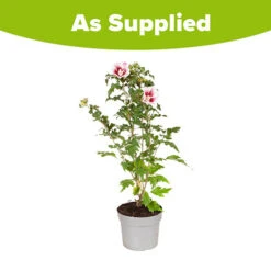 Hibiscus Syriacus Starburst Chiffon 17 Hibiscus Syriacus Starburst Chiffon -Yougarden Online Store 510578 8