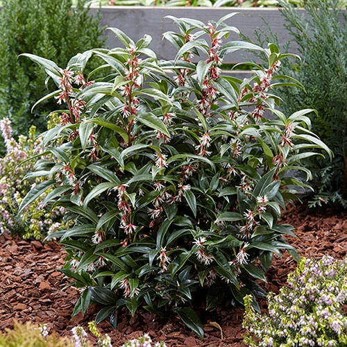 Sarcococca Hookeriana 'Winter Gem' 3 Sarcococca Hookeriana 'Winter Gem' - Image 3