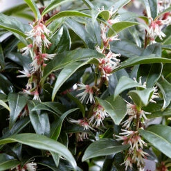 Sarcococca Hookeriana 'Winter Gem' 10 Sarcococca Hookeriana 'Winter Gem' -Yougarden Online Store 510579 4