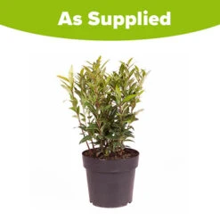 Sarcococca Hookeriana 'Winter Gem' 11 Sarcococca Hookeriana 'Winter Gem' -Yougarden Online Store 510579 5