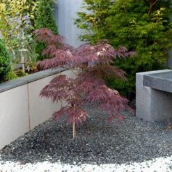 Acer Palmatum 'Inaba-shidare' Standard 7 Acer Palmatum 'Inaba-shidare' Standard -Yougarden Online Store 510600 2