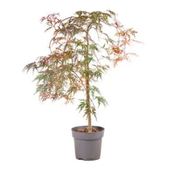 Acer Palmatum 'Inaba-shidare' Standard 8 Acer Palmatum 'Inaba-shidare' Standard -Yougarden Online Store 510600 3