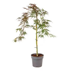 Acer Palmatum 'Inaba-shidare' Standard 9 Acer Palmatum 'Inaba-shidare' Standard -Yougarden Online Store 510600 4