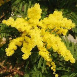 Flowering Mimosa Bush -Yougarden Online Store 510634 2
