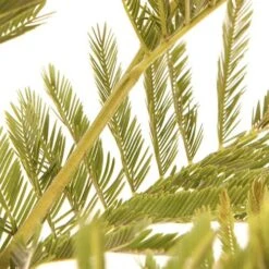 Flowering Mimosa Bush -Yougarden Online Store 510634 3