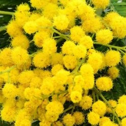 Flowering Mimosa Bush -Yougarden Online Store 510634 4