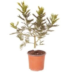 Flowering Mimosa Bush -Yougarden Online Store 510634 5