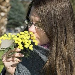 Flowering Mimosa Bush -Yougarden Online Store 510634 6