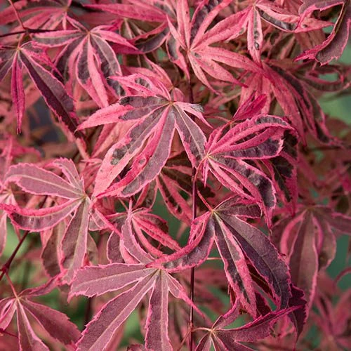 Acer Palmatum 'Shirazz' 1 Acer Palmatum 'Shirazz'