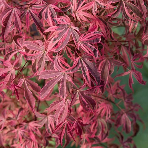 Acer Palmatum 'Shirazz' 3 Acer Palmatum 'Shirazz' - Image 3