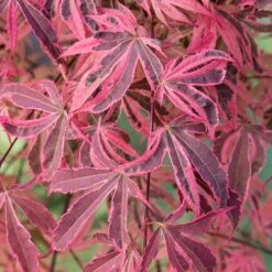 Acer Palmatum 'Shirazz' 12 Acer Palmatum 'Shirazz' -Yougarden Online Store 510686 4