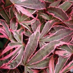 Acer Palmatum 'Shirazz' 14 Acer Palmatum 'Shirazz' -Yougarden Online Store 510686 6