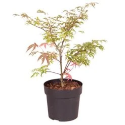 Acer Palmatum 'Shirazz' 15 Acer Palmatum 'Shirazz' -Yougarden Online Store 510686 7