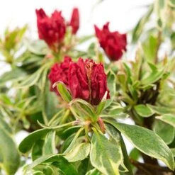Rhododendron 'Bollywood' -Yougarden Online Store 510717 2