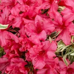 Rhododendron 'Bollywood' -Yougarden Online Store 510717 3
